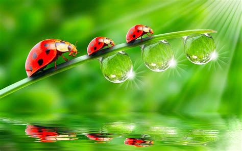 🔥 [50+] Ladybugs Wallpapers | WallpaperSafari