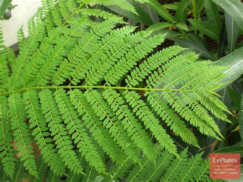 Flower Seeds JACARANDA MIMOSIFOLIA About 50 Seeds | Etsy