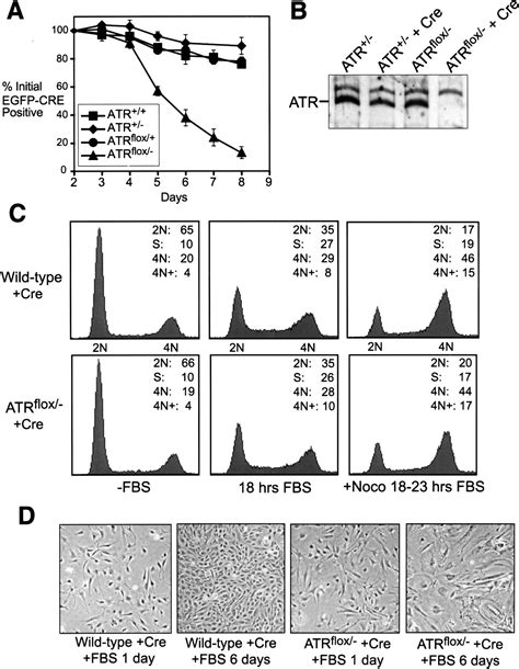 Essential and dispensable roles of ATR in cell cycle arrest and genome maintenance