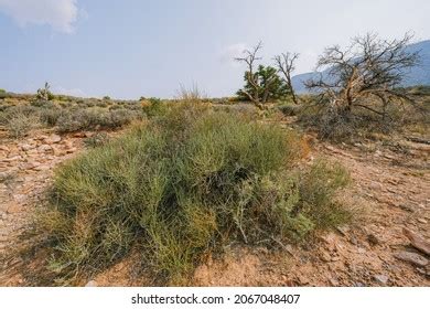 115 Mormon Tea Plant Images, Stock Photos & Vectors | Shutterstock