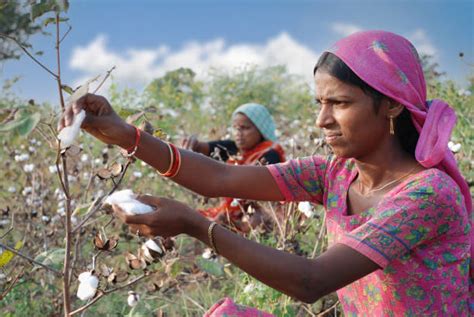 3,200+ Cotton Farming India Stock Photos, Pictures & Royalty-Free ...