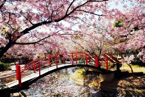 Japanese Bridge Wallpapers - Top Free Japanese Bridge Backgrounds - WallpaperAccess