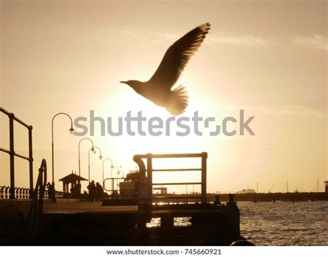 Flying Seagull Sunset Silhouette Stock Photo 745660921 | Shutterstock