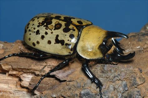 Eastern Hercules Beetle, No 1 | Mississippi State University Extension ...