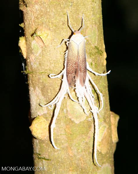 Pterodictya reticularis latern fly. Identification courtesy of Garrett ...