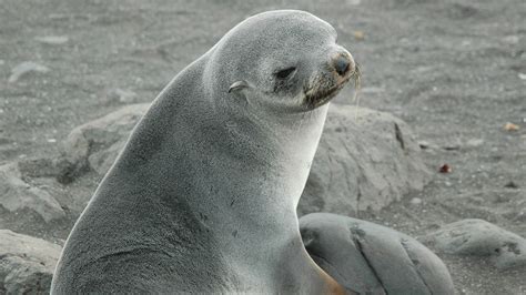 How Seals Are Uncovering Secrets of the Southern Ocean