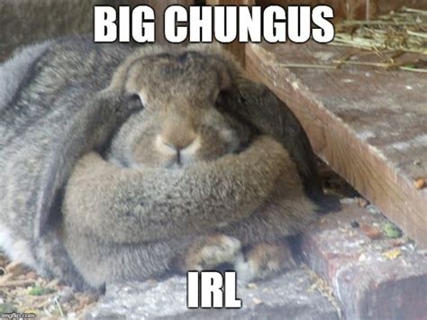 Meme Battle: BIG CHUNGUS IRL : r/Meme_Battles