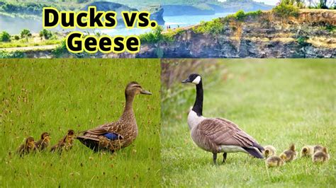 Ducks Vs Geese: 10 Differences Between A Duck And A Goose, 53% OFF