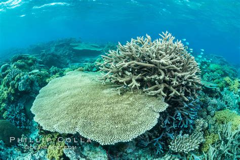 Staghorn Coral photograph, Acropora palifera, Wakaya Island, Lomaiviti ...