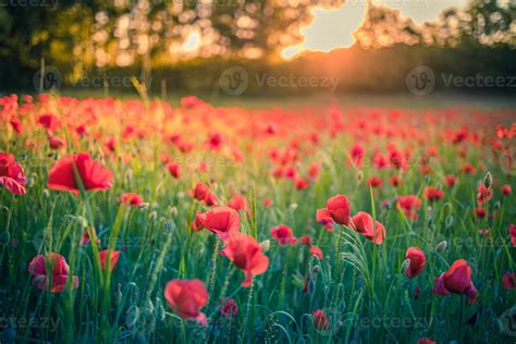 Wonderful floral landscape at sunset. Wild flowers in springtime ...