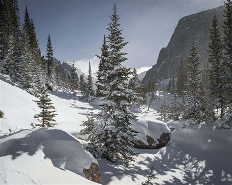 mountain pine trees covered with snow under blue sky rocky mountain ...