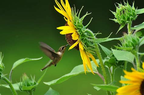 HD wallpaper: humming bird hovering near sunflower, Good morning ...