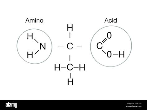 Amino acid structure. Computer illustration showing the molecular ...