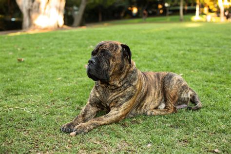 Bullmastiff Colors: A Handy Guide To 5+ Colors & Markings