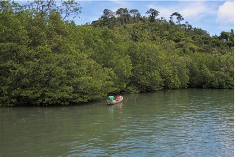 Healthy mangroves build a resilient community in the Philippines’ Palawan