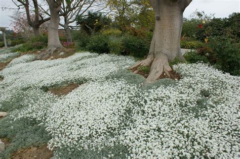 Snow in Summer Ground Cover 500 Seeds Single Mix Exotic - Etsy