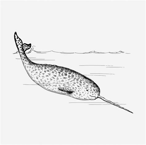 Narwhal Whale Vintage Clipart Free Stock Photo - Public Domain Pictures