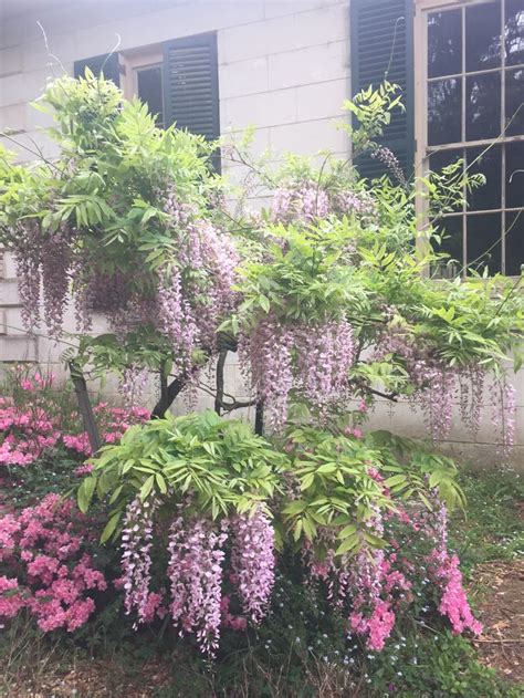 Pink standard wisteria | Plants, Garden, Wisteria