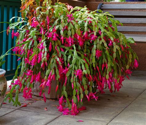 How to make a Christmas cactus bloom | Homes & Gardens