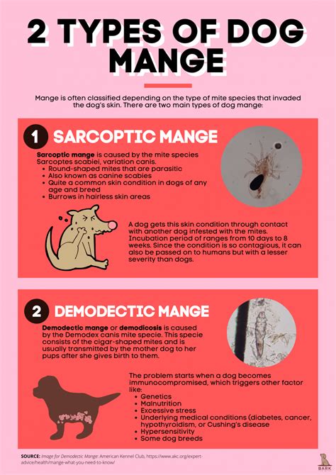 All About Mange In Dogs – Disease Process And Treatment Guide | Bark ...