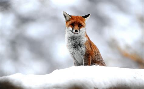 nature, Animals, Fox, Snow Wallpapers HD / Desktop and Mobile Backgrounds