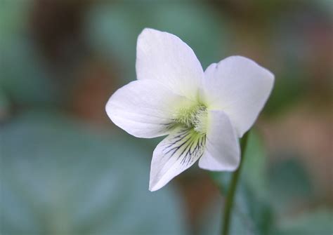 Small White Violet (Northern White Violet) - Watching for ...