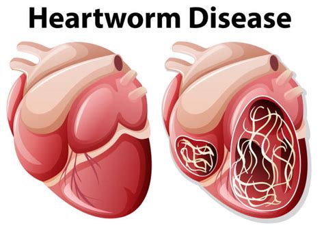 Heartworm Background Illustrations, Royalty-Free Vector Graphics & Clip ...