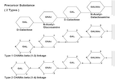 MEDICAL LAB TECHNOLOGY: Chemical Characteristics of Blood Group Antigens