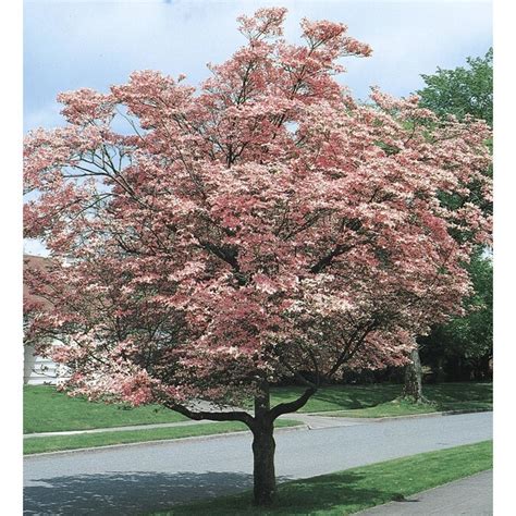 Pink Pink Flowering Dogwood Flowering Tree in Pot (L3181) in the Trees department at Lowes.com