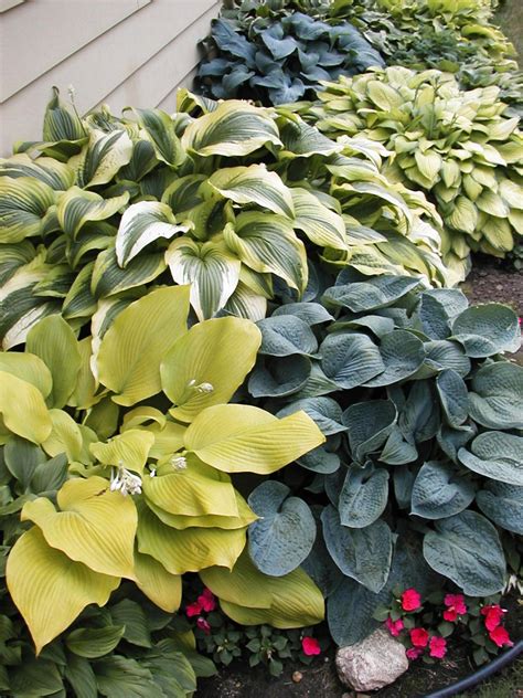 The Different Varieties of Hostas | DIY