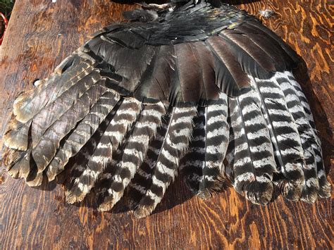 Turkey Wing Wild Turkey Feathers Secondary Wing Feathers | Etsy