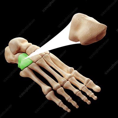 Cuboid Bone, artwork - Stock Image - C020/6768 - Science Photo Library