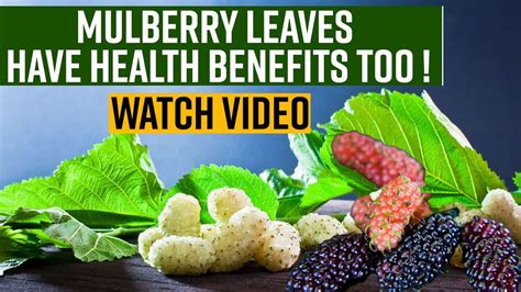 Health Benefits Of Mulberry Leaf: 5 Ways Through Which Mulberry Leaves Can Boost Your Health ...