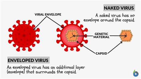 Naked virus - Definition and Examples - Biology Online Dictionary