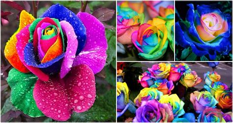 How to DIY Colorful Rainbow Roses Step by Step Video Instructions - DIY ...