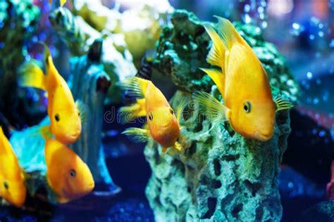 Yellow Fish in the Aquarium Stock Image - Image of bright, natural: 114872441