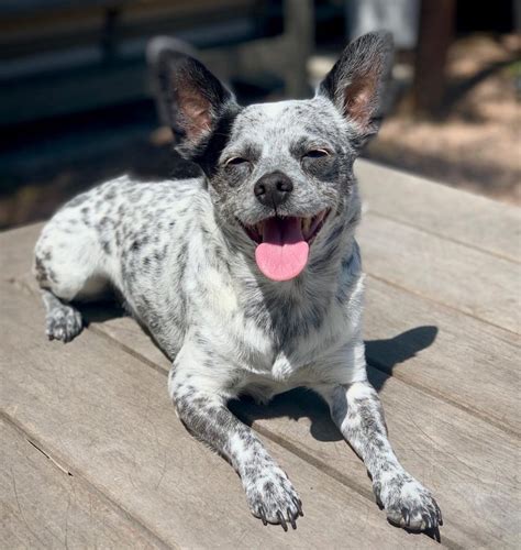 Blue Heeler Mix With Chihuahua – What Is The Result?