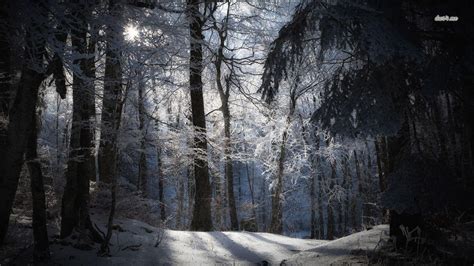 Snow Forest Night Wallpapers - Top Free Snow Forest Night Backgrounds ...