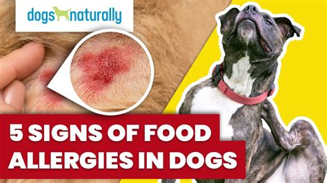 Dog Food Allergy Symptoms, Causes, Treatment Dutch | atelier-yuwa.ciao.jp