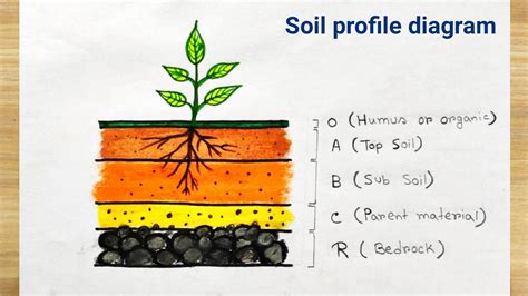 Soil Profile Diagram