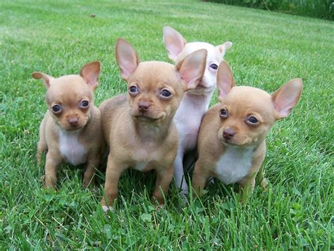 Picture of red chihuahua puppies.PNG