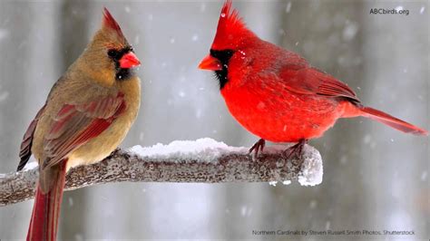 Northern Cardinal (Cardinalis cardinalis) Northern cardinals are active songbirds and unlike ...