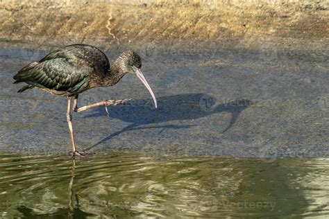 Black ibis bird close up 20235958 Stock Photo at Vecteezy