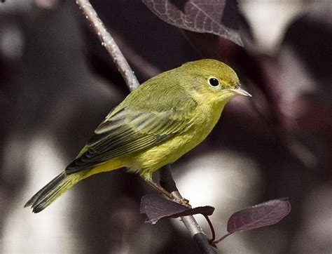 Yellow Warbler Female Photograph by Dee Carpenter - Pixels