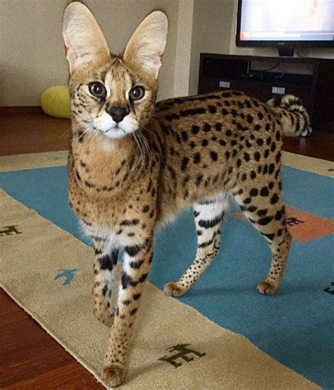 ,, BEAUTIFUL " serval cat | Serval cats, Small wild cats, Pretty cats