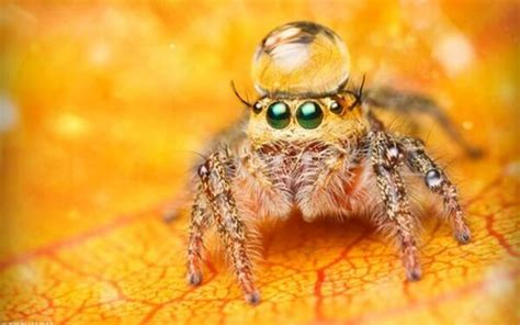 Cutespider.rf.gd - Screamer Wiki