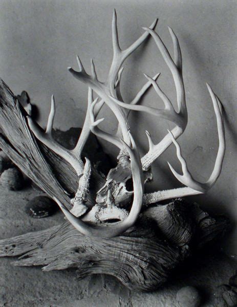 Georgia O'Keeffe - Skulls, Pelvis, Antlers and Bones on Pinterest | Alfred Stieglitz, Deer ...