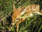 White-tailed Deer - Facts, Habitat, Range, Diet, Adaptations, and Pictures