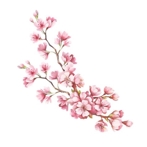 Cherry Blossom Illustrations, Royalty-Free Vector Graphics & Clip Art ...