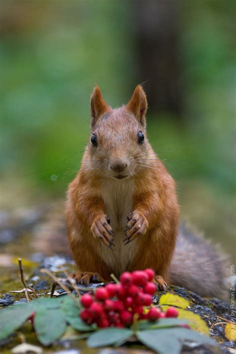 The autumn portrait | Cute squirrel, Fox squirrel, Sweet animals